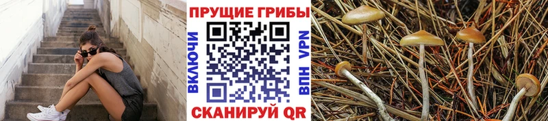 Псилоцибиновые грибы Cubensis  Лангепас 